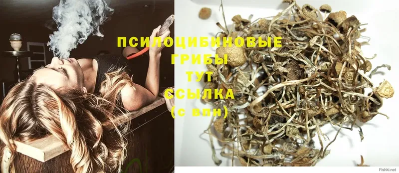 Псилоцибиновые грибы GOLDEN TEACHER  Порхов 